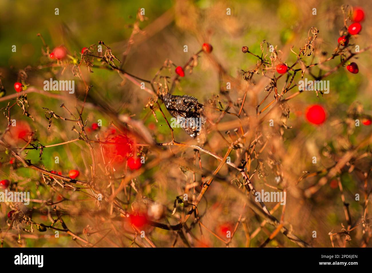 Chiltepin peppers, a wild variety of chili pepper, are seen growing on a dried plant during a harvest on a farm near Baviácora, Sonora, Mexico. Stock Photo