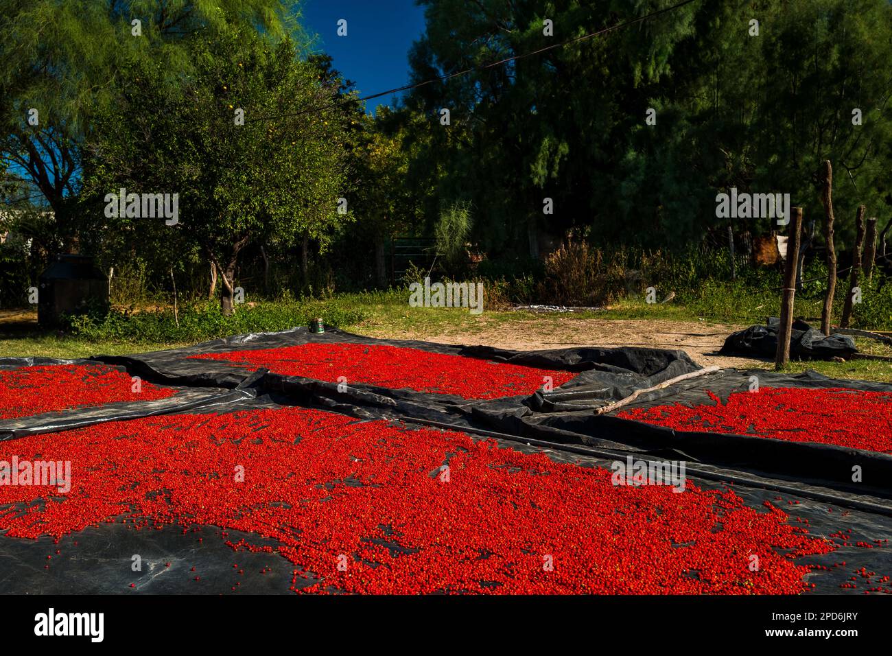Chiltepin peppers, a wild variety of chili pepper, are seen drying on tarps during the sun-drying process on a farm near Baviácora, Sonora, Mexico. Stock Photo
