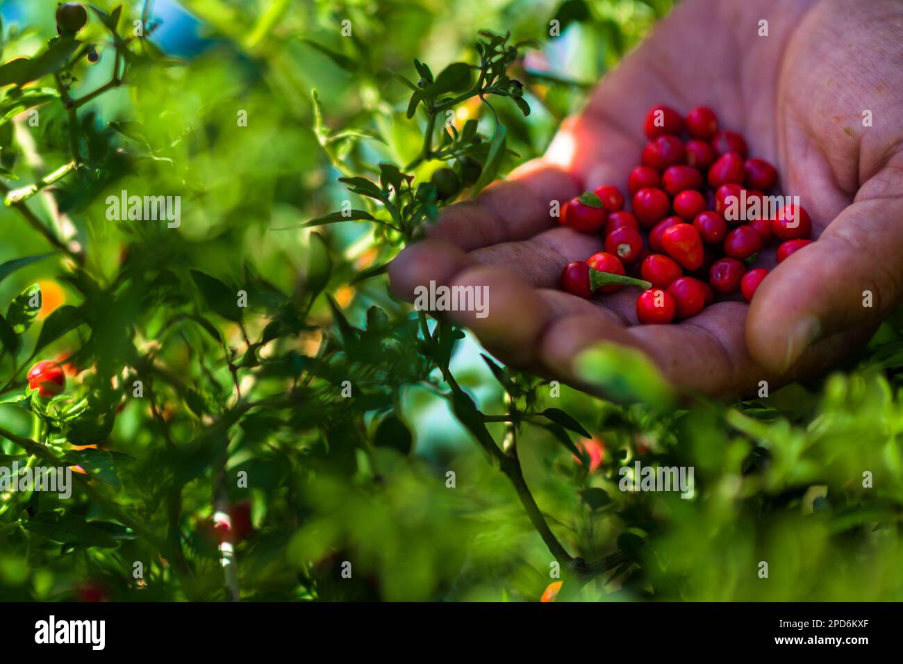 A hand of a Mexican peasant is seen holding chiltepin peppers, a wild variety of chili pepper, during a harvest on a farm near Baviácora, Mexico. Stock Photo