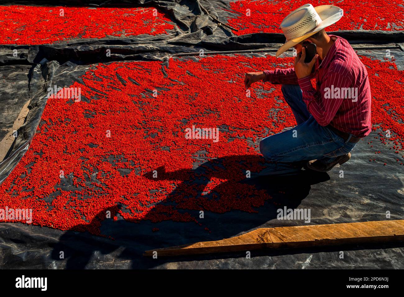 A young Mexican cowboy checks chiltepin peppers, a wild variety of chili pepper, during the sun-drying process on a farm near Baviácora, Mexico. Stock Photo