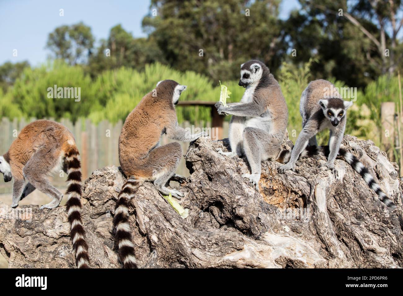 The ring-tailed lemur (Lemur catta) Stock Photo