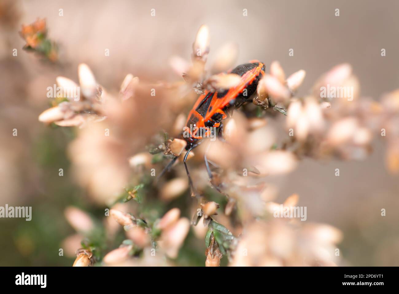 Pyrrhocoris apterus, the firebug, common insect, fine art photo on a plant, macro shot Stock Photo