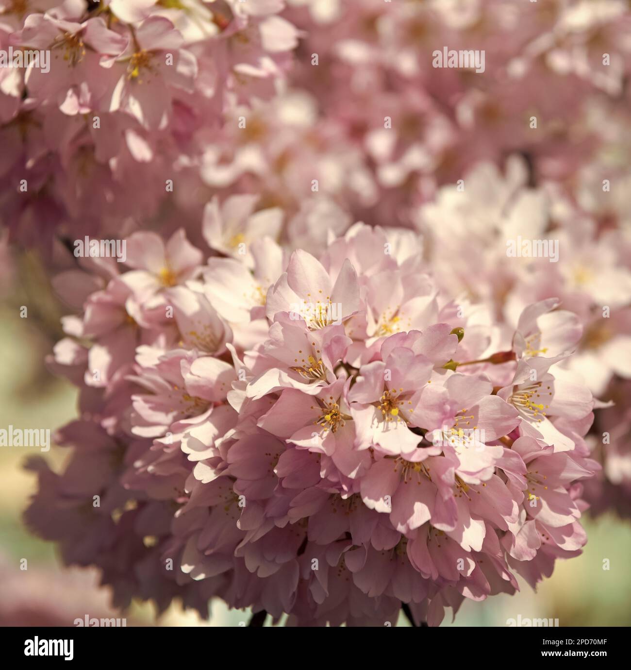 japanese cherry pink flowers of sakura tree in full spring bloom Stock ...