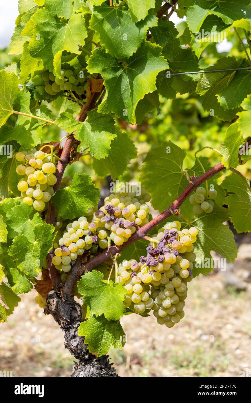 Typical grapes with botrytis cinerea for sweet wines, Sauternes, Bordeaux, Aquitaine, France Stock Photo
