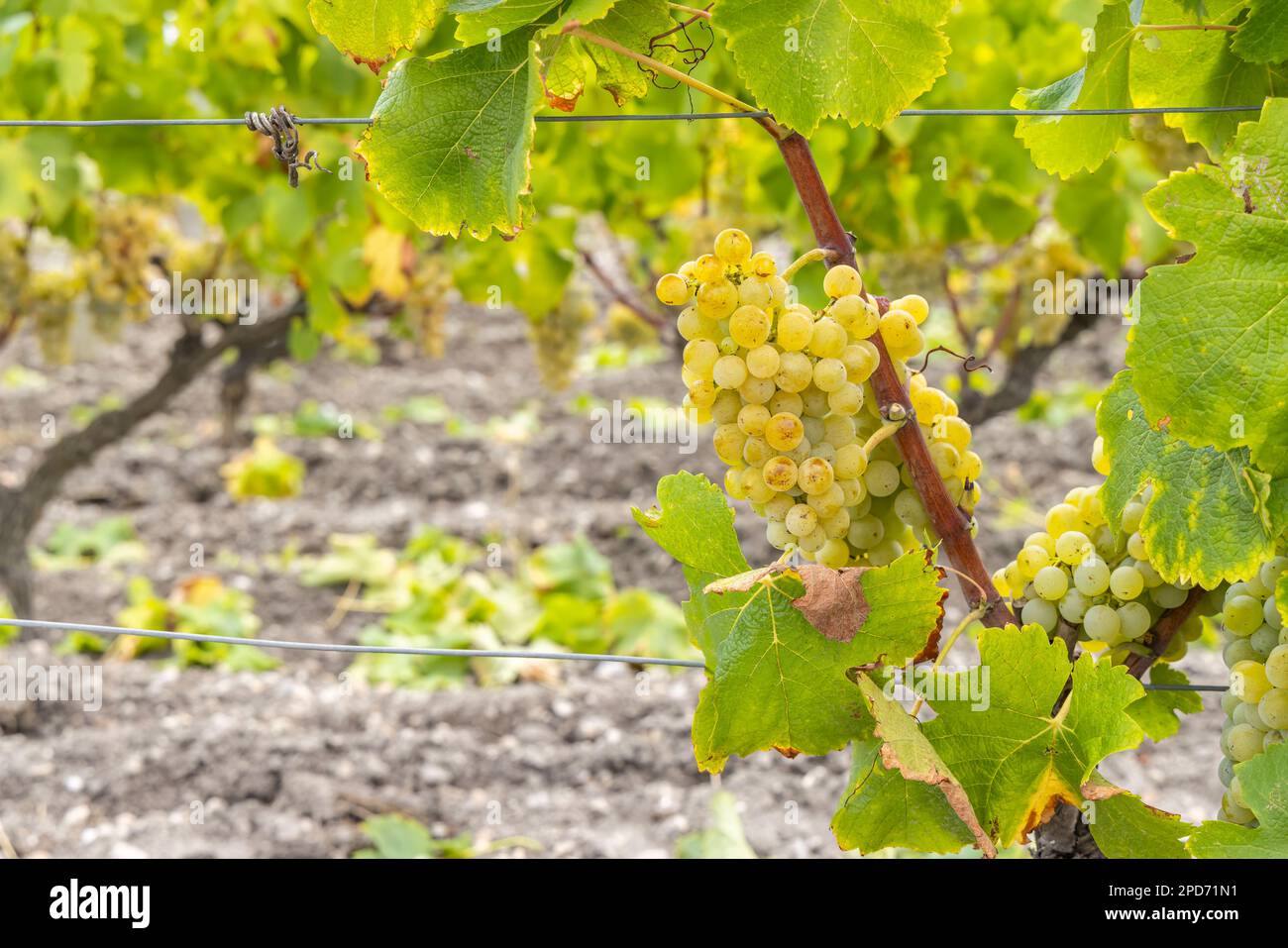 Typical grapes with botrytis cinerea for sweet wines, Sauternes, Bordeaux, Aquitaine, France Stock Photo