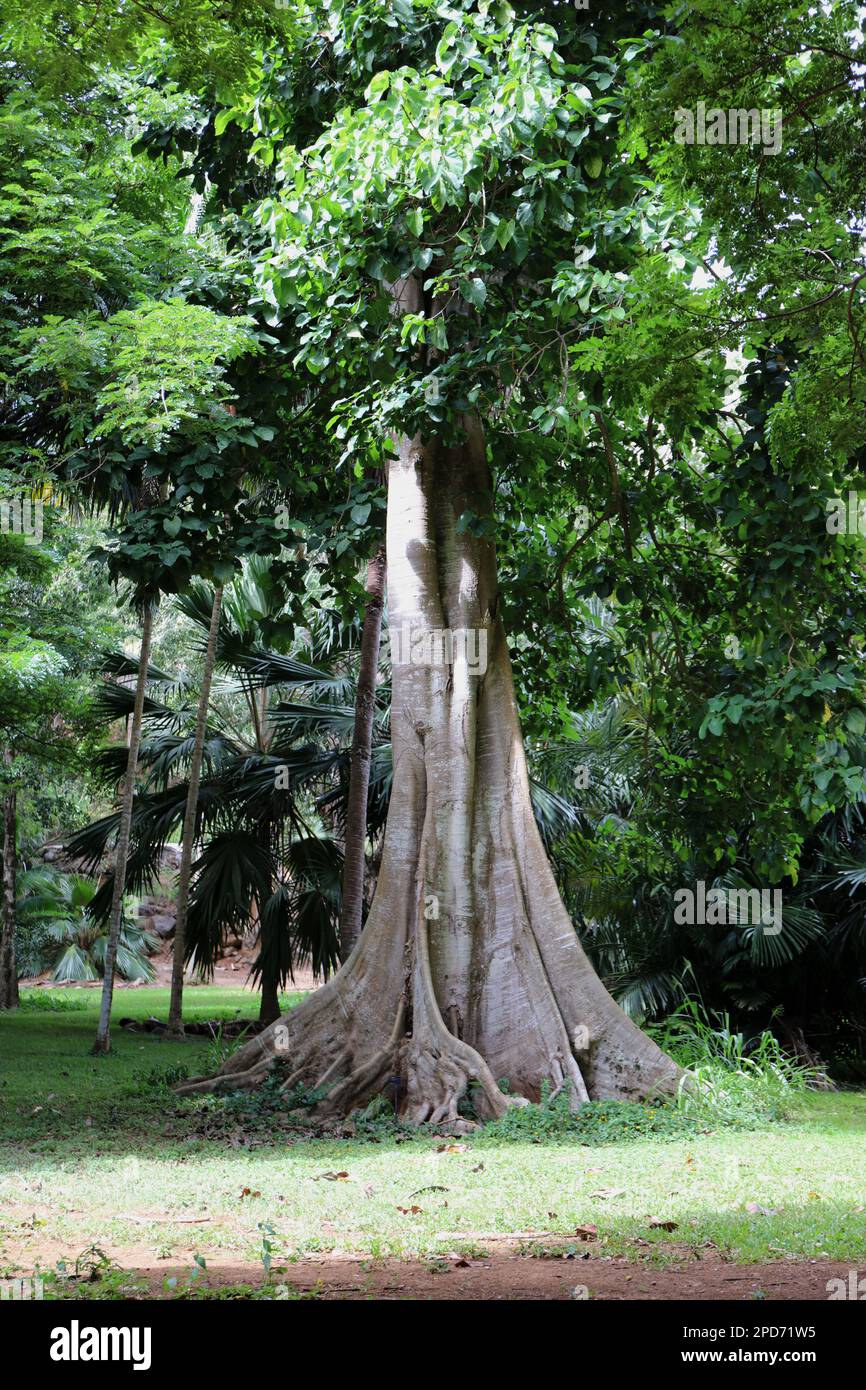 A tall Pau Rei tree, Pterygota brasiliensis, growing in an arboretum