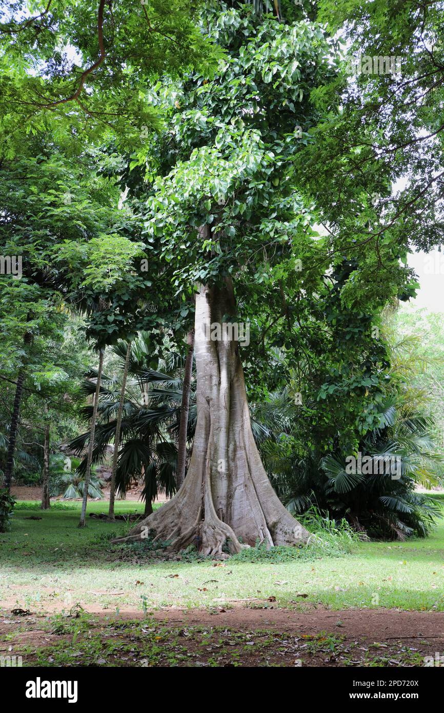 A tall Pau Rei tree, Pterygota brasiliensis, growing in an arboretum