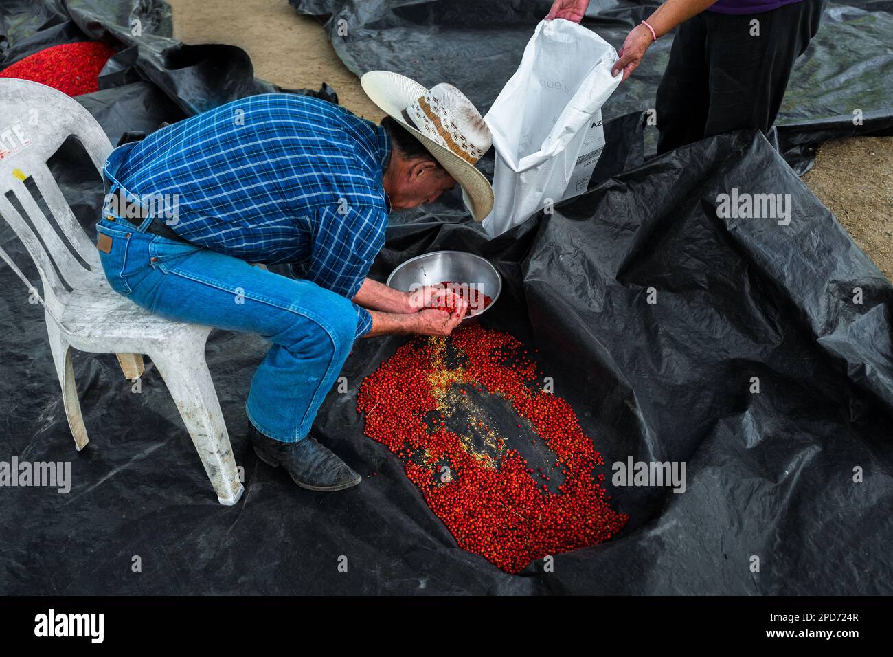 A Mexican rancher collects sun-dried chiltepin peppers, a wild variety of chili pepper, into a sack on a farm near Baviácora, Sonora, Mexico. Stock Photo