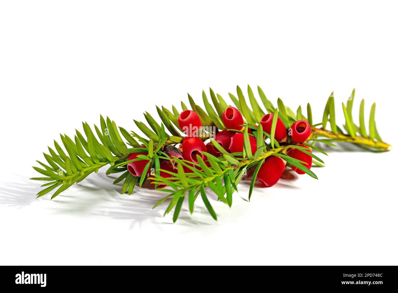Fruits of the yew tree against a white background Stock Photo