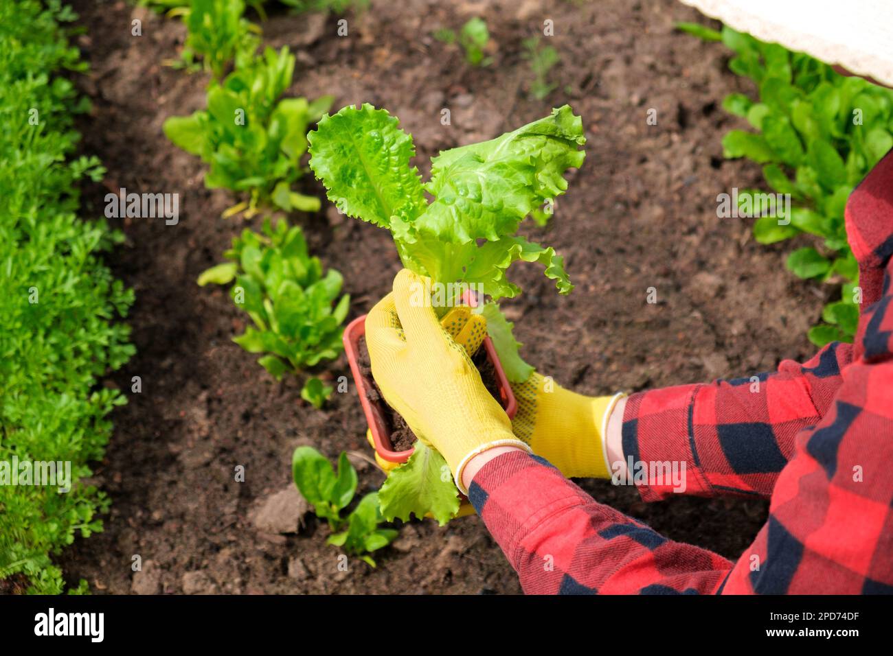 Farmer Harvesting Organic Salad Leaves in the the Greenhouse. Female Hand holding or picking