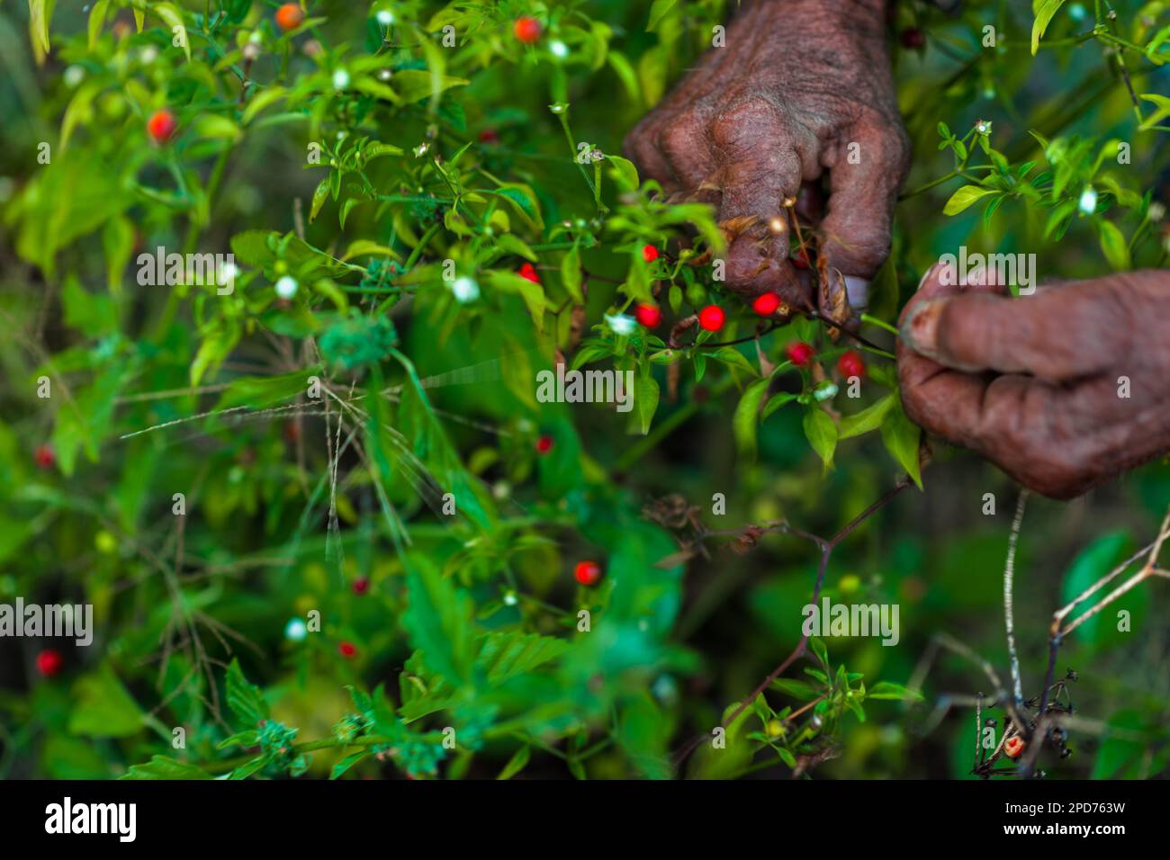 Hands of a Mexican peasant are seen collecting chiltepin peppers, a wild variety of chili pepper, during a harvest on a farm near Baviácora, Mexico. Stock Photo