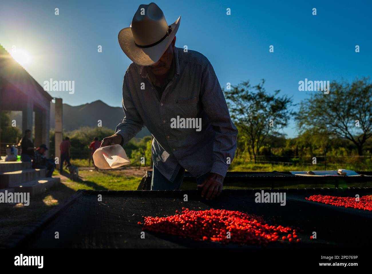 A Mexican rancher collects dried chiltepin peppers, a wild variety of chili pepper, during the sun-drying process on a farm near Baviácora, Mexico. Stock Photo