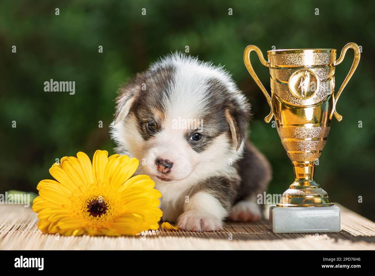 Cute baby puppy of welsh corgi pembroke with champion golden cup at nature Stock Photo