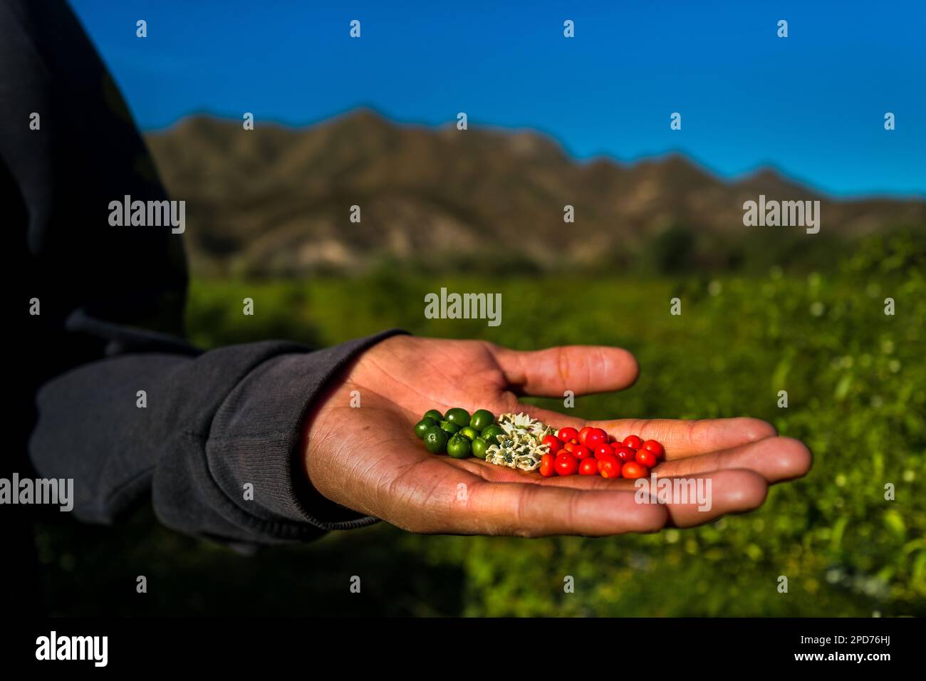 Chiltepin peppers, imitating the colours of the Mexican flag, are seen in a peasant’s hand during a harvest on a farm near Baviácora, Sonora, Mexico. Stock Photo