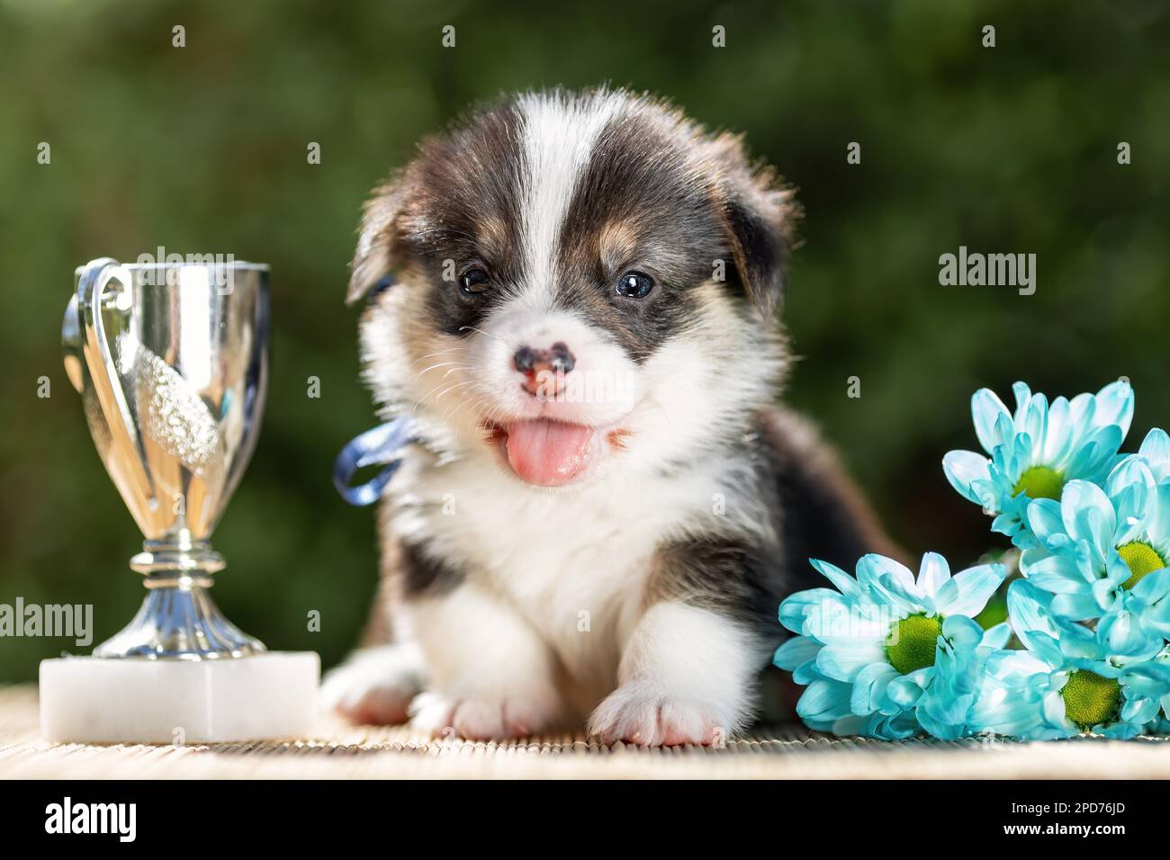 Cute little puppy of welsh corgi pembroke breed dog with winner silver cup and flowers. Stock Photo