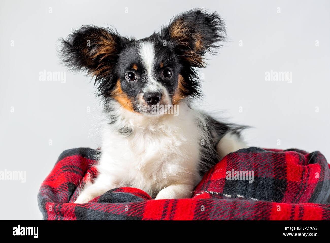 Portrait of cute puppy of papillon dog wrapped in warm blanket lying down on white background Stock Photo