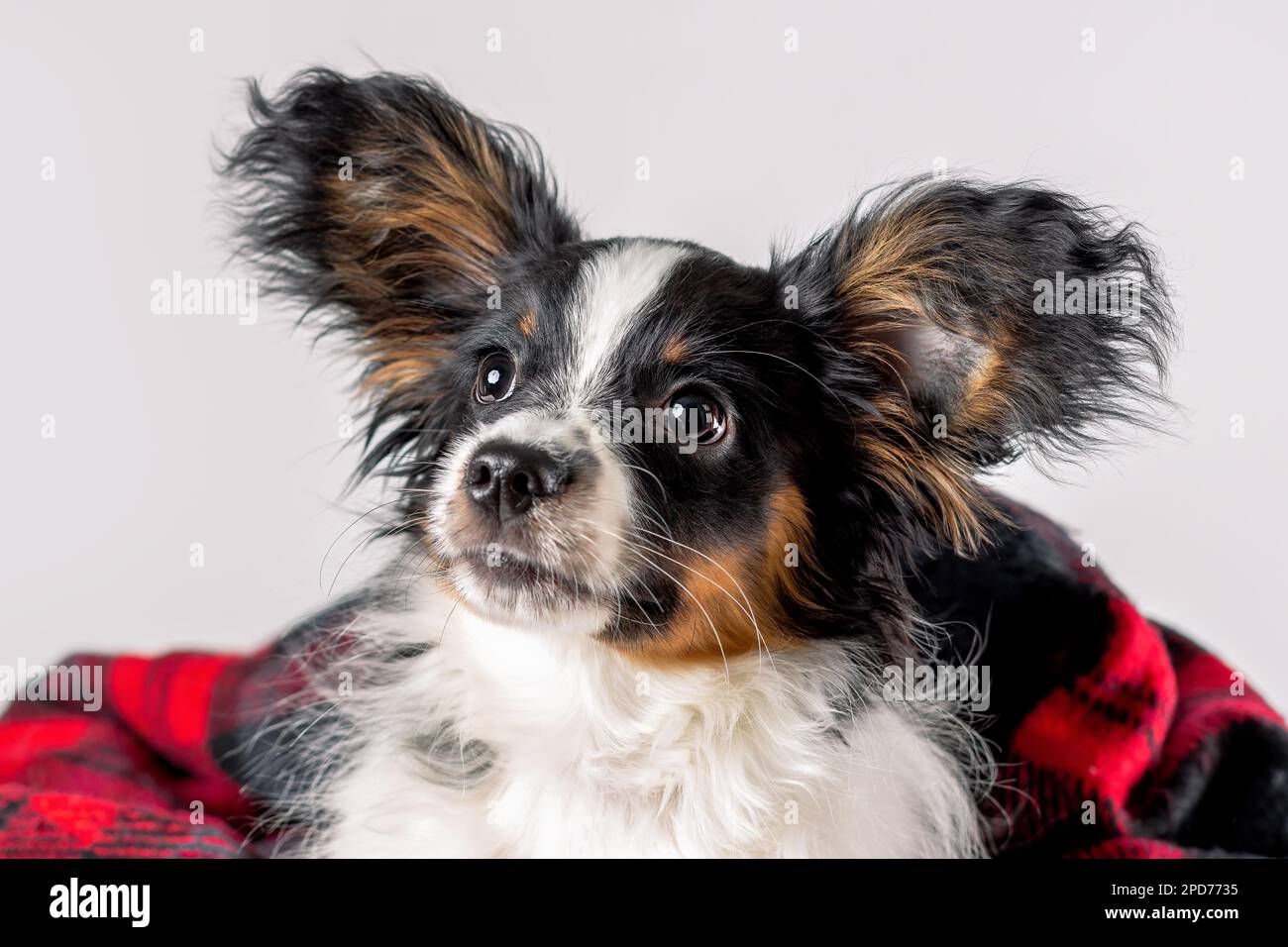 Close up portrait of cute puppy of papillon dog wrapped in blanket Stock Photo