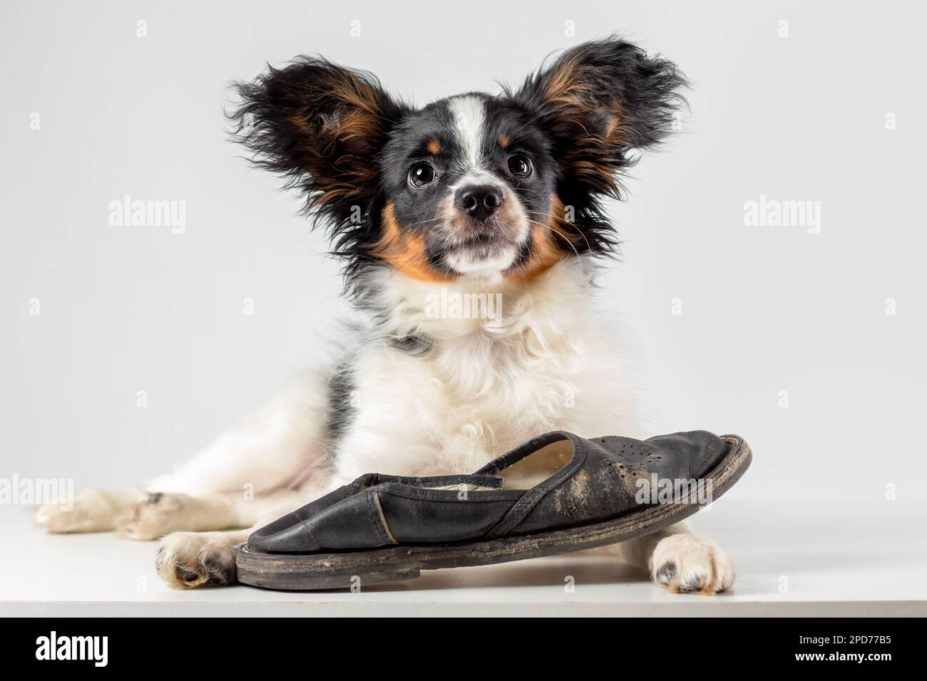 Little puppy of papillon dog playing with old slipper on white background Stock Photo