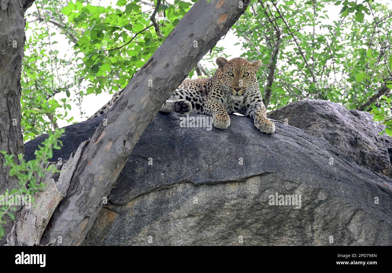 Kruger national park, South Africa Stock Photo - Alamy