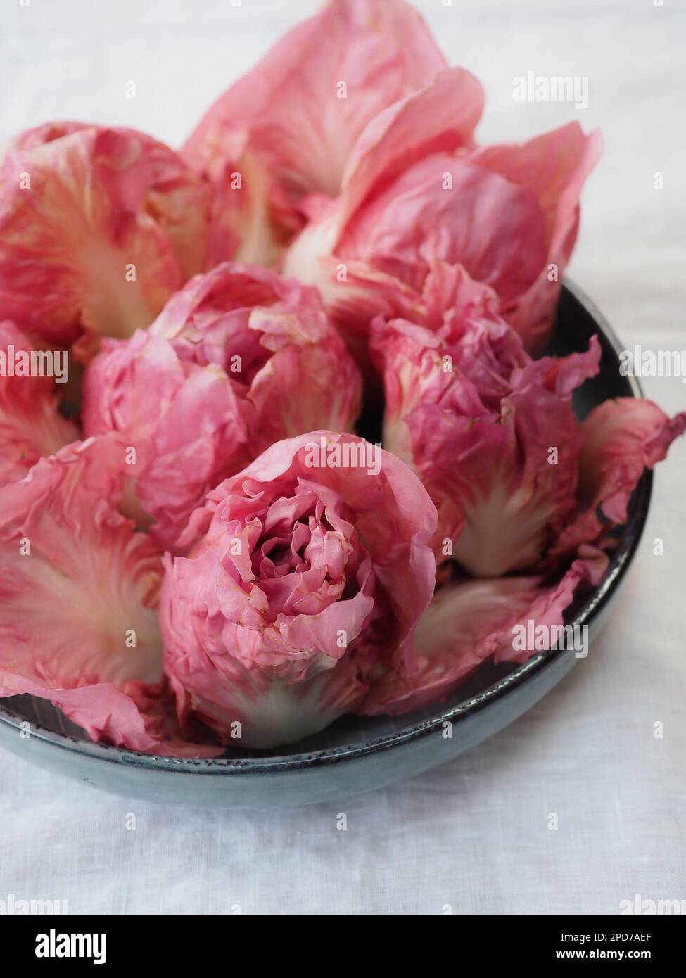 Pink Rosa del Veneto winter chicory / radicchio lettuce heads looking like flowers in a bowl on a white linen tablecloth Stock Photo