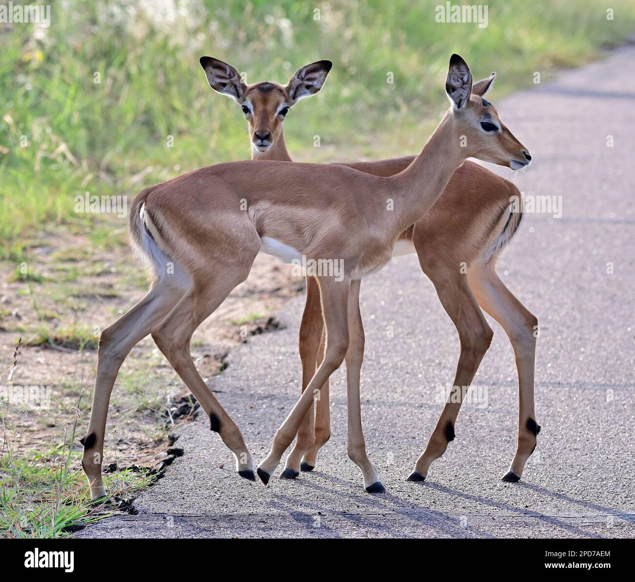 Kruger national park, South Africa Stock Photo