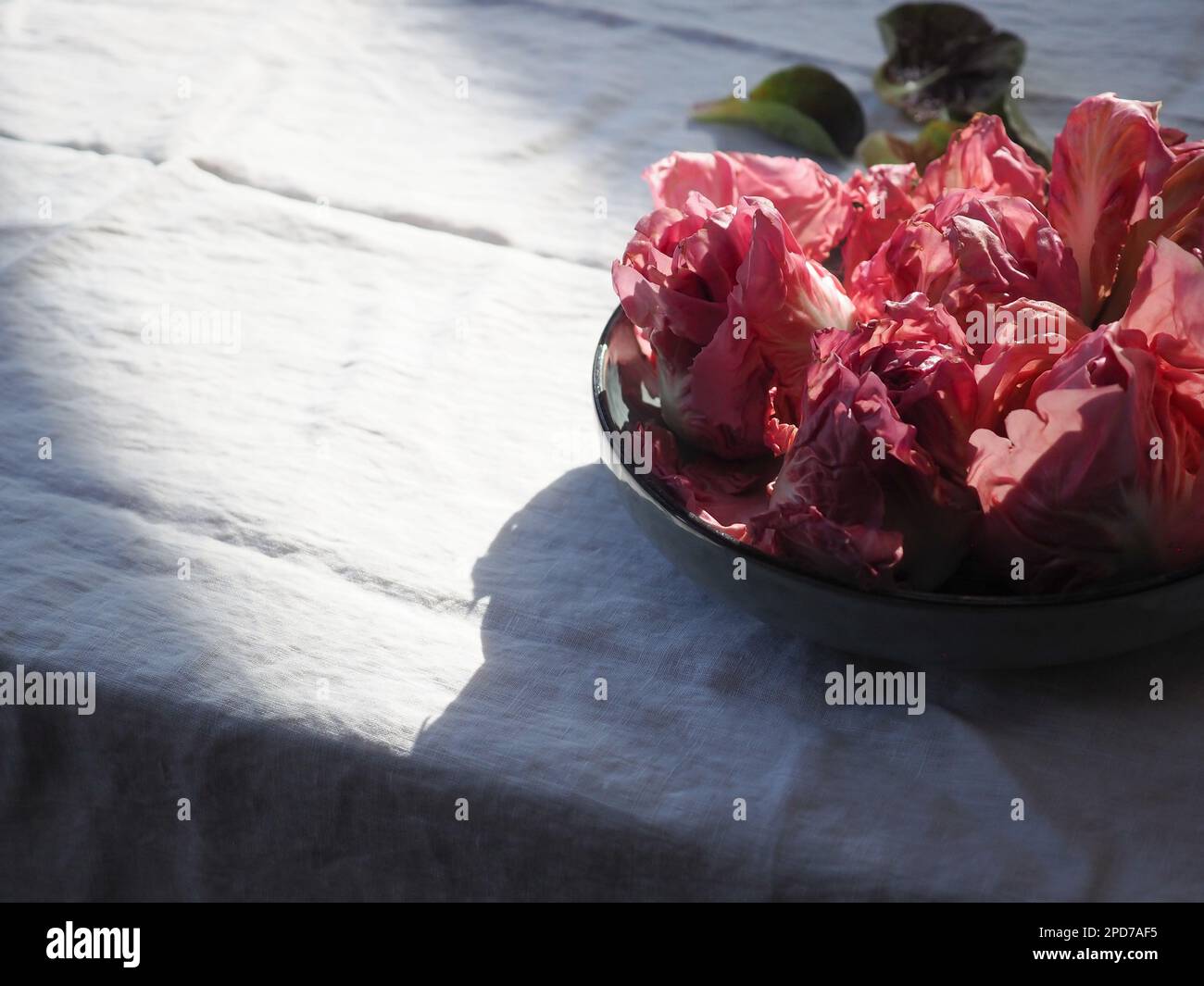 Pink Rosa del Veneto chicory / radicchio / lettuce heads in a bowl on a table with a shaft of sunlight creating high contrast. Space for copy to left Stock Photo