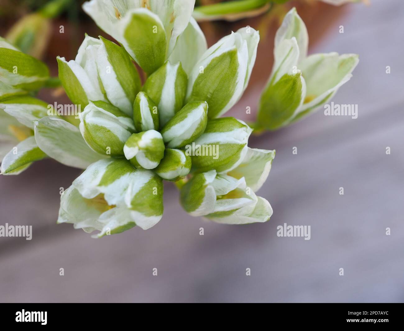 Close up of the opening green and white flower buds of Ornithogalum balansae (Star of Bethlehem), a late winter flowering bulb plant Stock Photo
