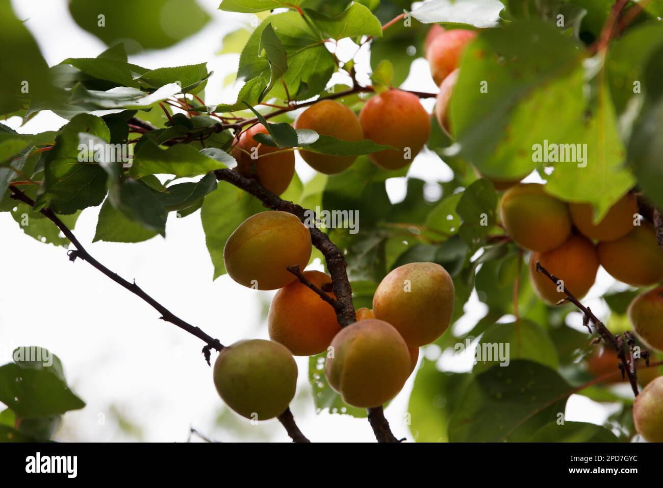 Ripe sweet apricots ripe in tree garden, fresh fruit outdoors ...
