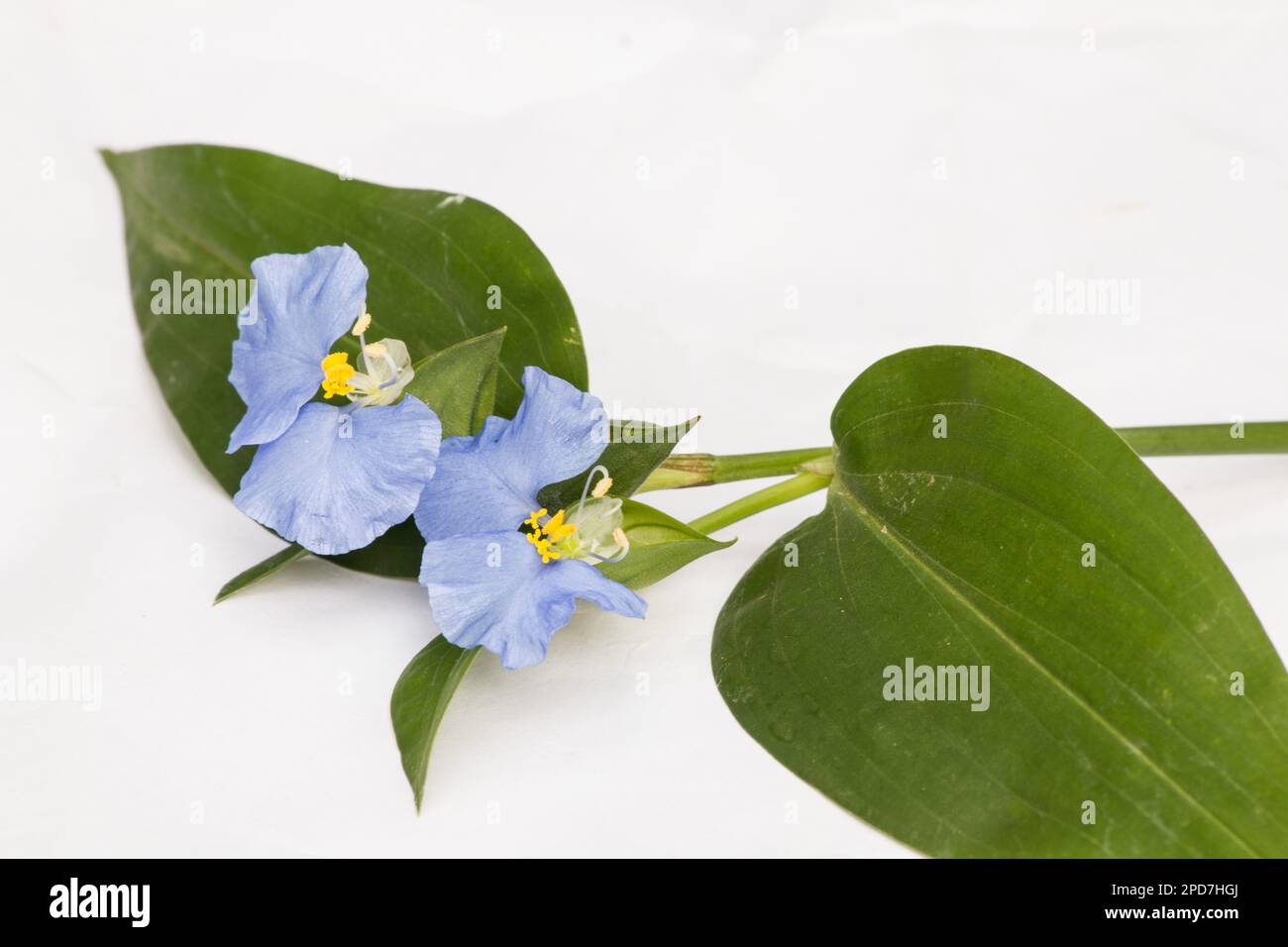 Asiatic dayflower Commelina communis flower plant on white background Stock Photo