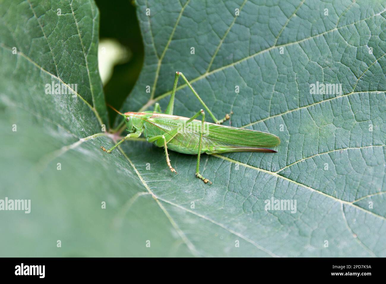 Great green cricket (Tettigonia viridissima) adult female or imago on green grape leaf in summer Stock Photo