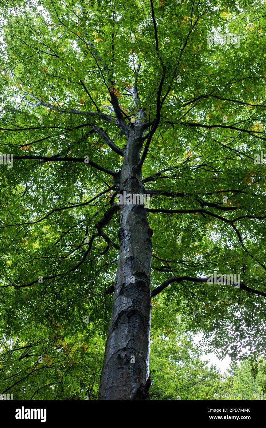 A low angle shot of trees growing in a forest in the daylight - great ...