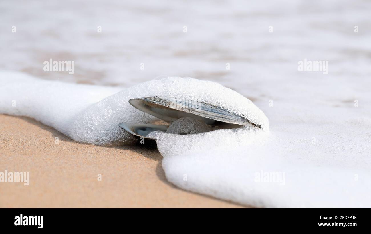 Shell ocean hi-res stock photography and images - Alamy