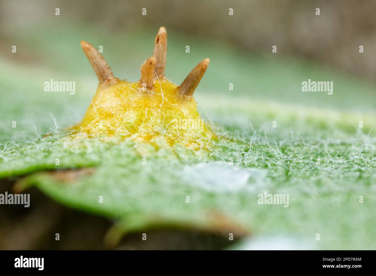 Rowan crown fungus (Gymnosporangium cornutum) Stock Photo