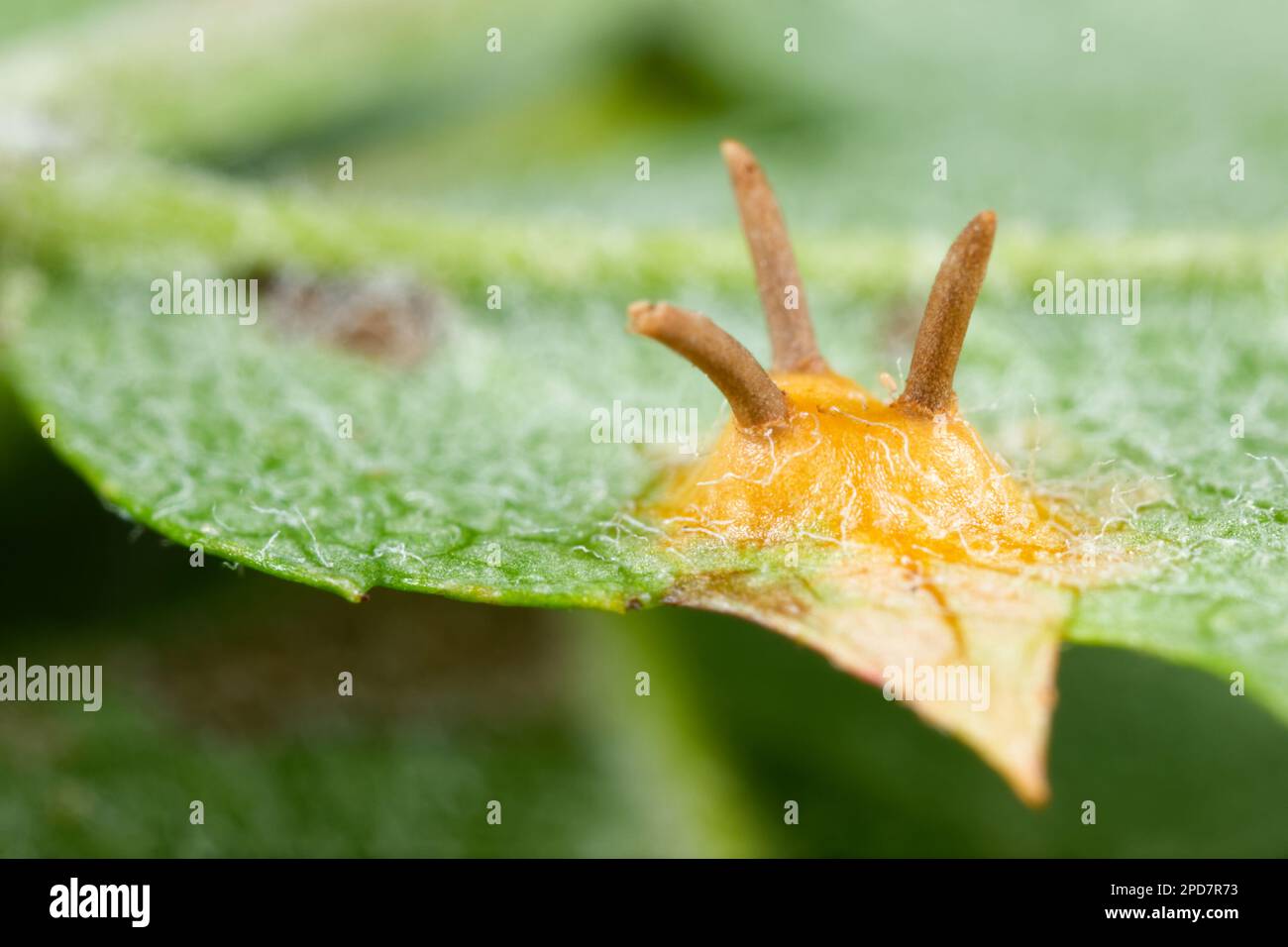 Rowan crown fungus (Gymnosporangium cornutum) Stock Photo