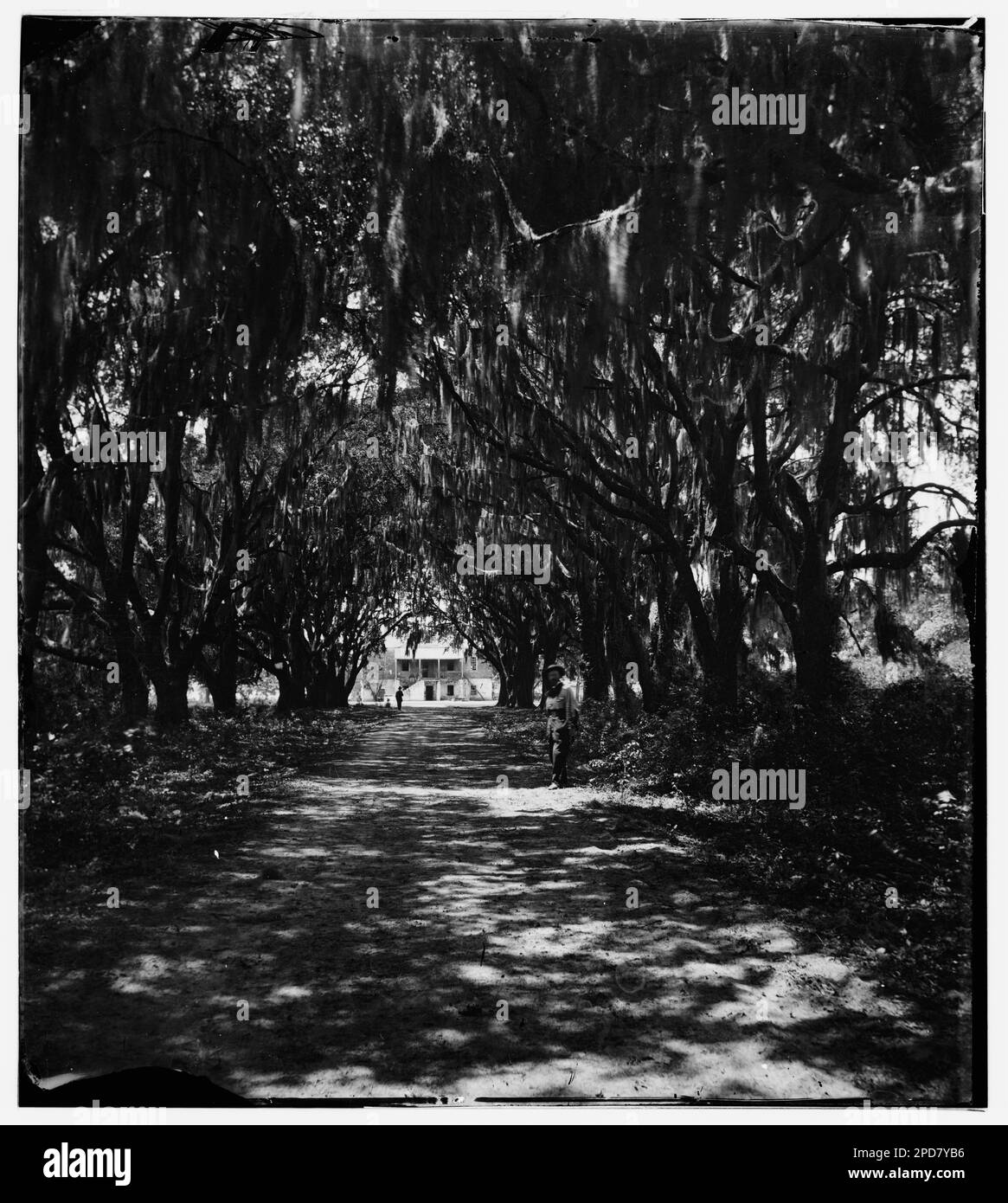 beaufort-port-royal-island-south-carolina-live-oak-avenue-robert-b