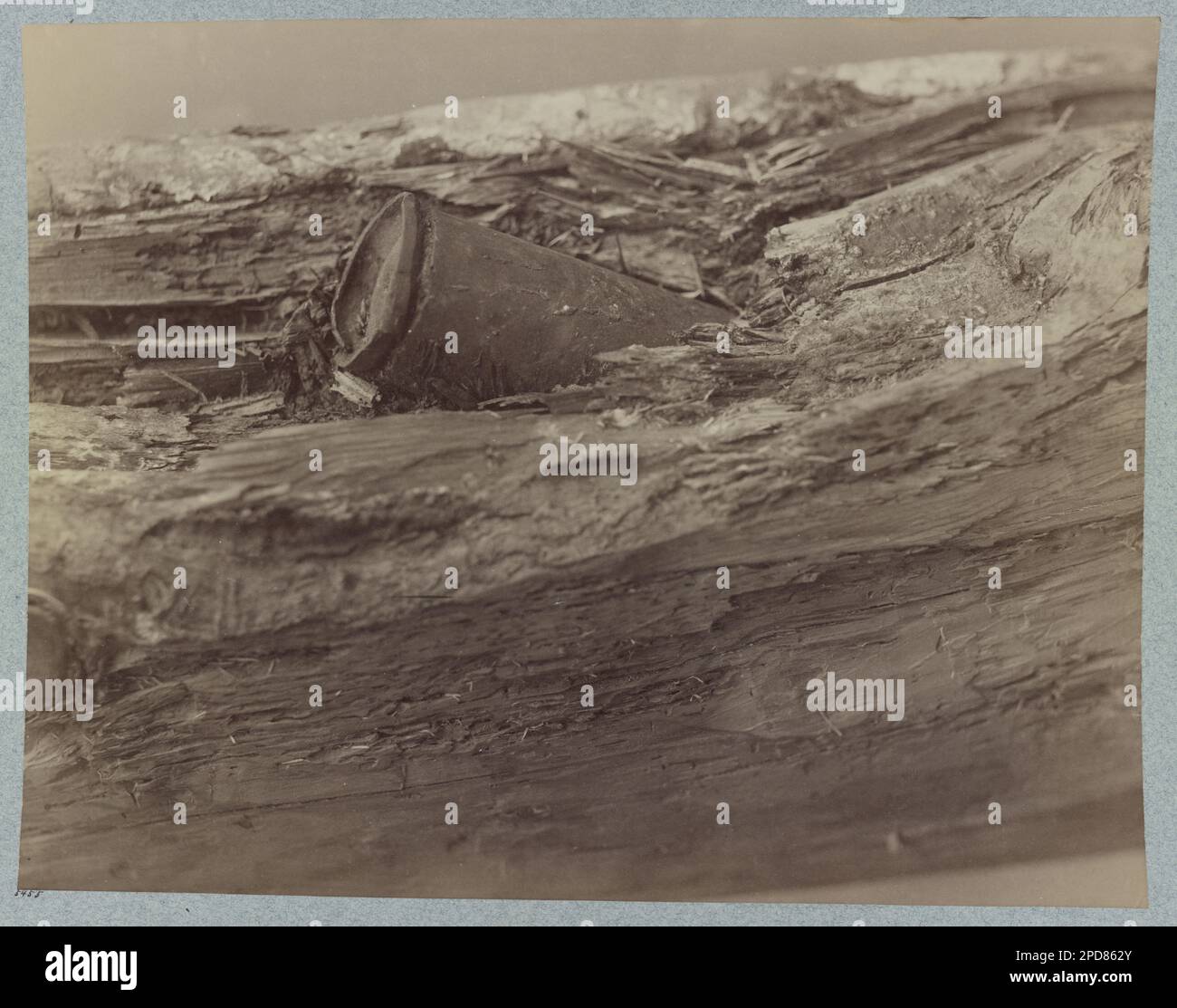 Confederate shell in tree at the 'Bloody Angle' near McCool's house, Spottsylvania (i.e. Spotsylvania), Virginia at position held by 7th Rhode Island Infantry. No. 5455, Title from item, Gift; Col. Godwin Ordway; 1948. United States, History, Civil War, 1861-1865, United States, Virginia, Spotsylvania. Stock Photo