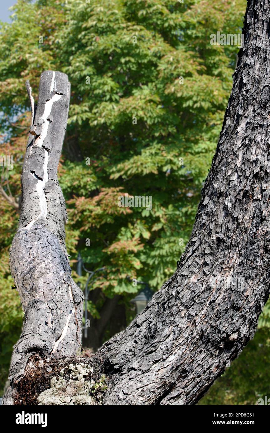 Tall evergreen tree hi-res stock photography and images - Alamy