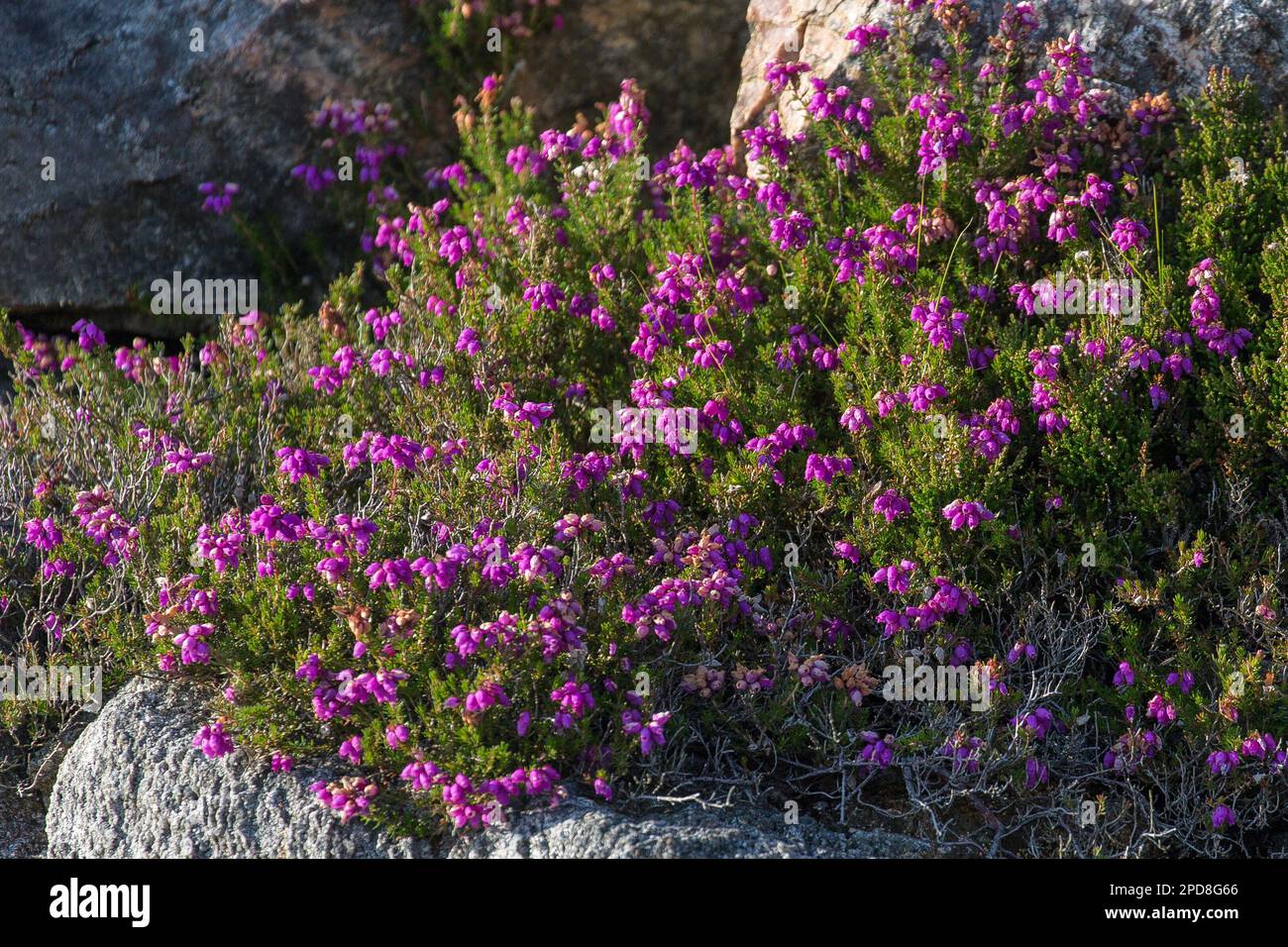 Purple Pink Heather, Lewis, Isle of Lewis, Hebrides, Outer Hebrides, Western Isles, Scotland, United Kingdom, Great Britain Stock Photo