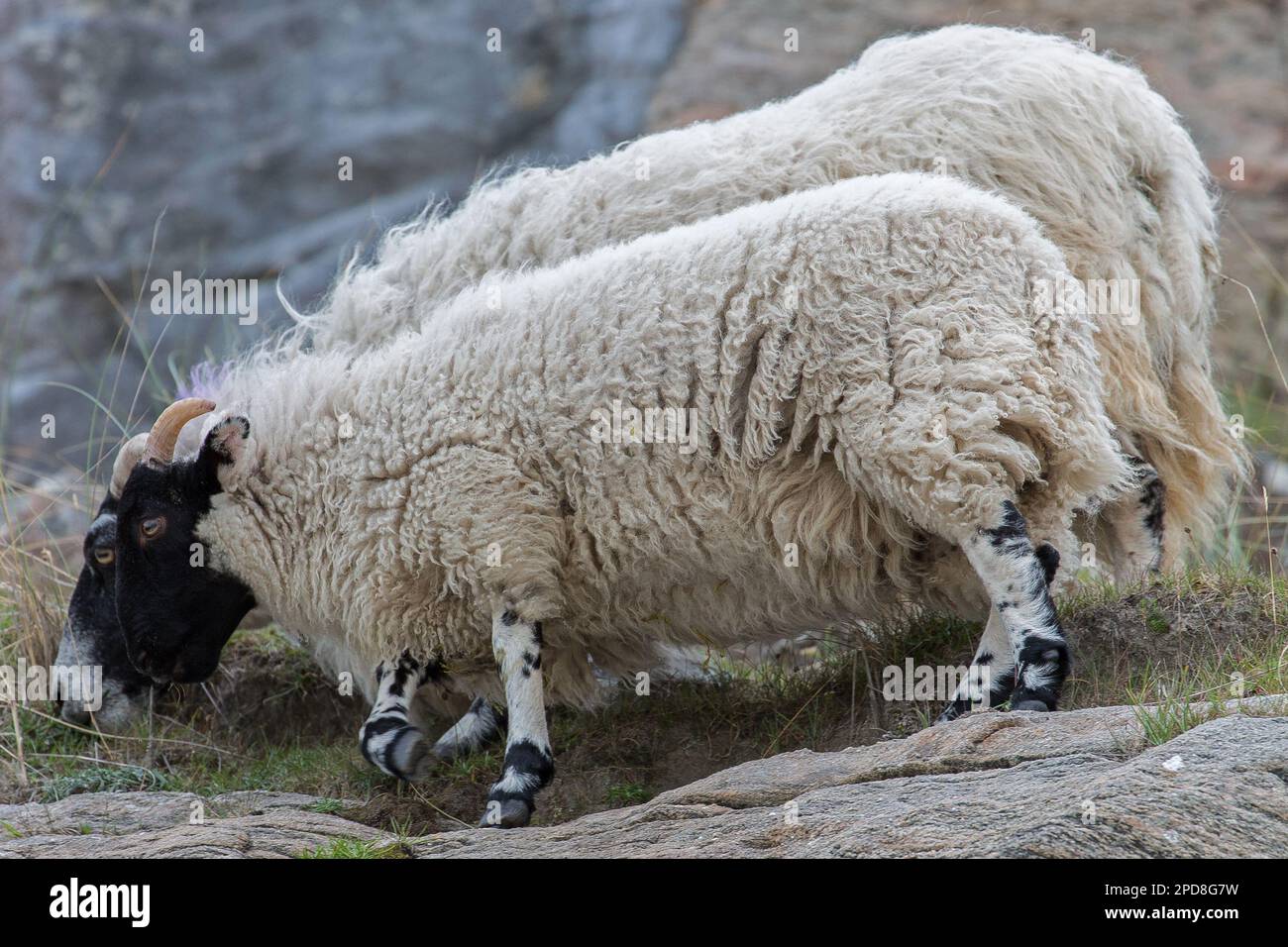 Pair of Sheep standing close together,One behind the Other, Lewis, Isle of Lewis, Hebrides, Outer Hebrides, Western Isles, Scotland, United Kingdom Stock Photo
