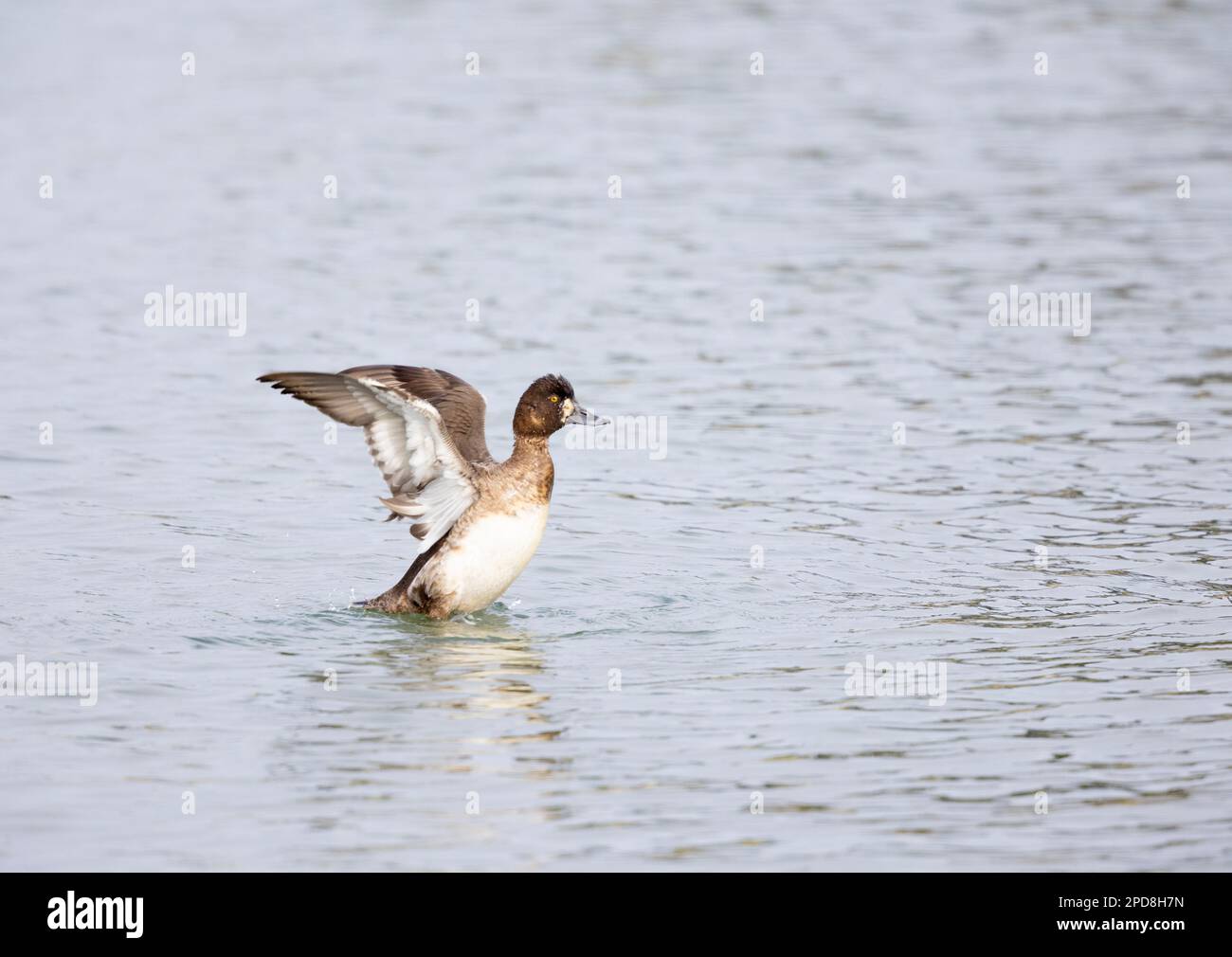 Lesser Scaup Female Flapping Wings Stock Photo