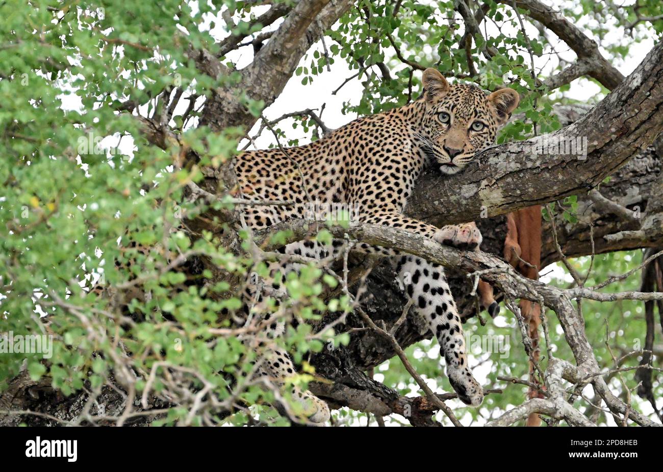 Kruger national park, South Africa Stock Photo - Alamy