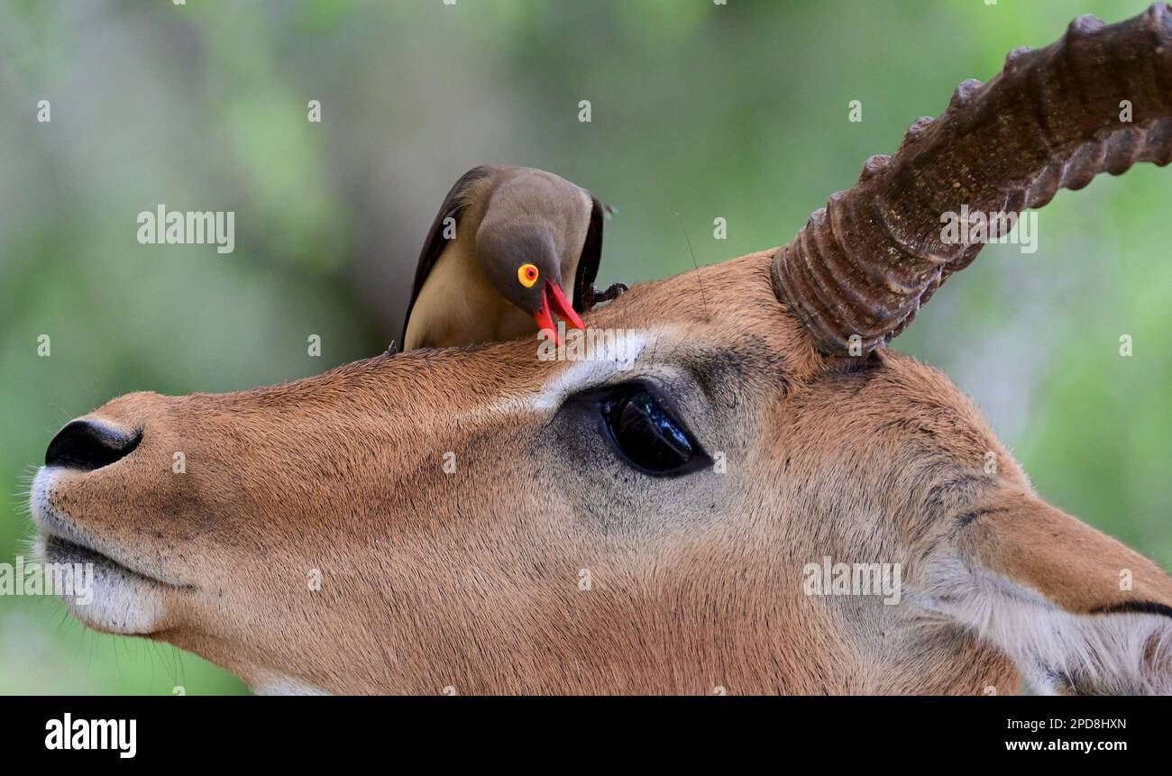 Red billed oxpecker grooming impala ram in Kruger national park, South Africa Stock Photo