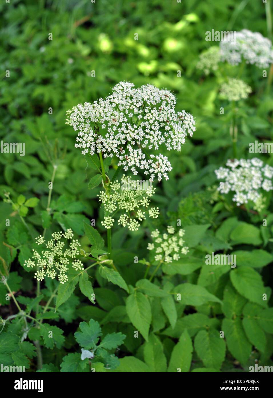 Aegopodium podagraria grows as a weed in the wild Stock Photo
