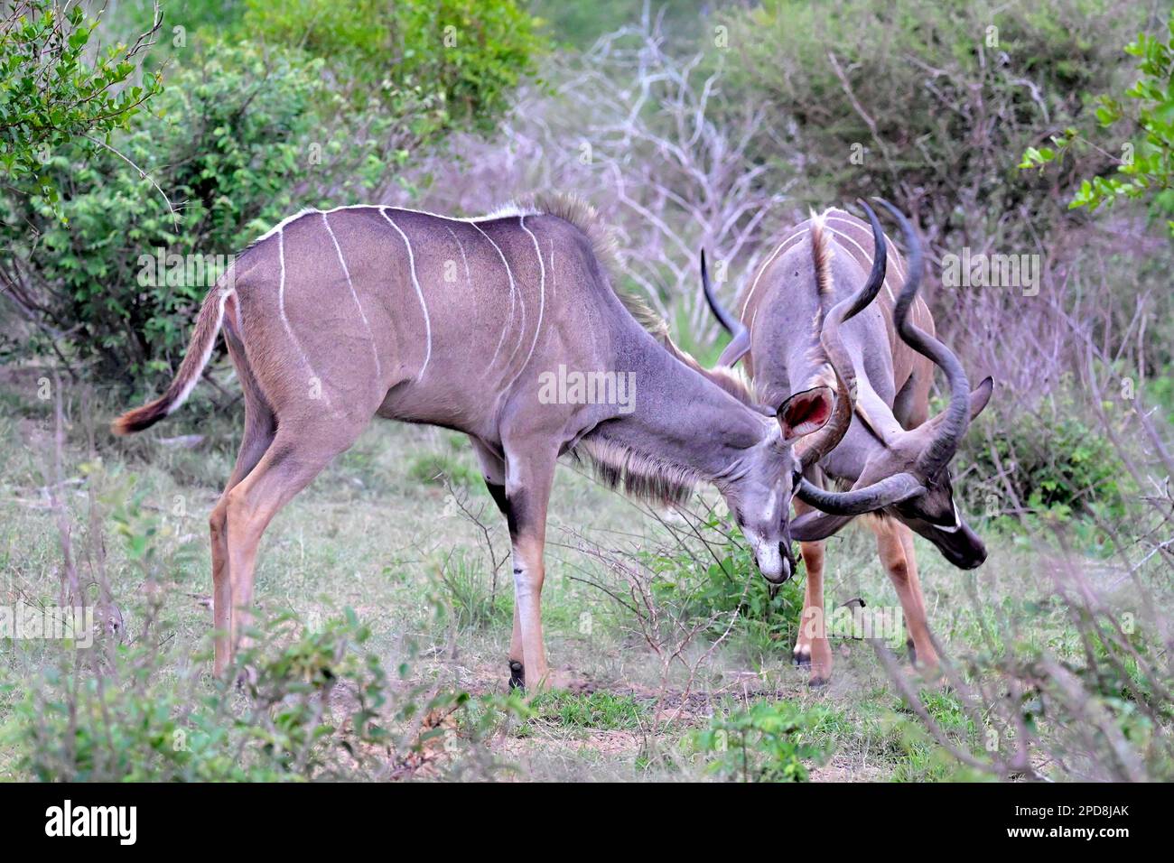 Sparring kudu bulls, Kruger national park, South Africa Stock Photo
