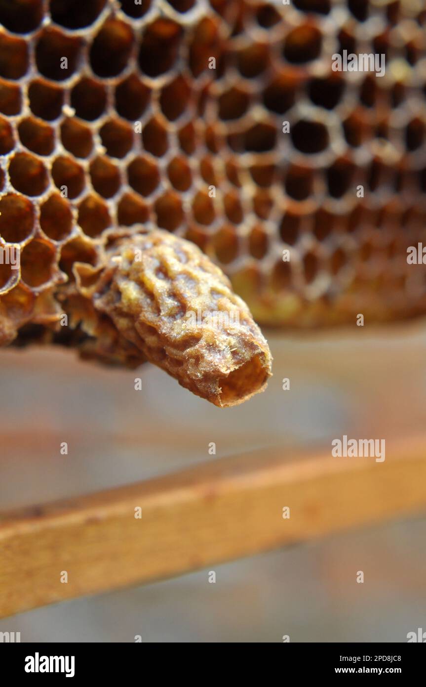 An open queen chamber from which a newborn queen bee emerged Stock Photo