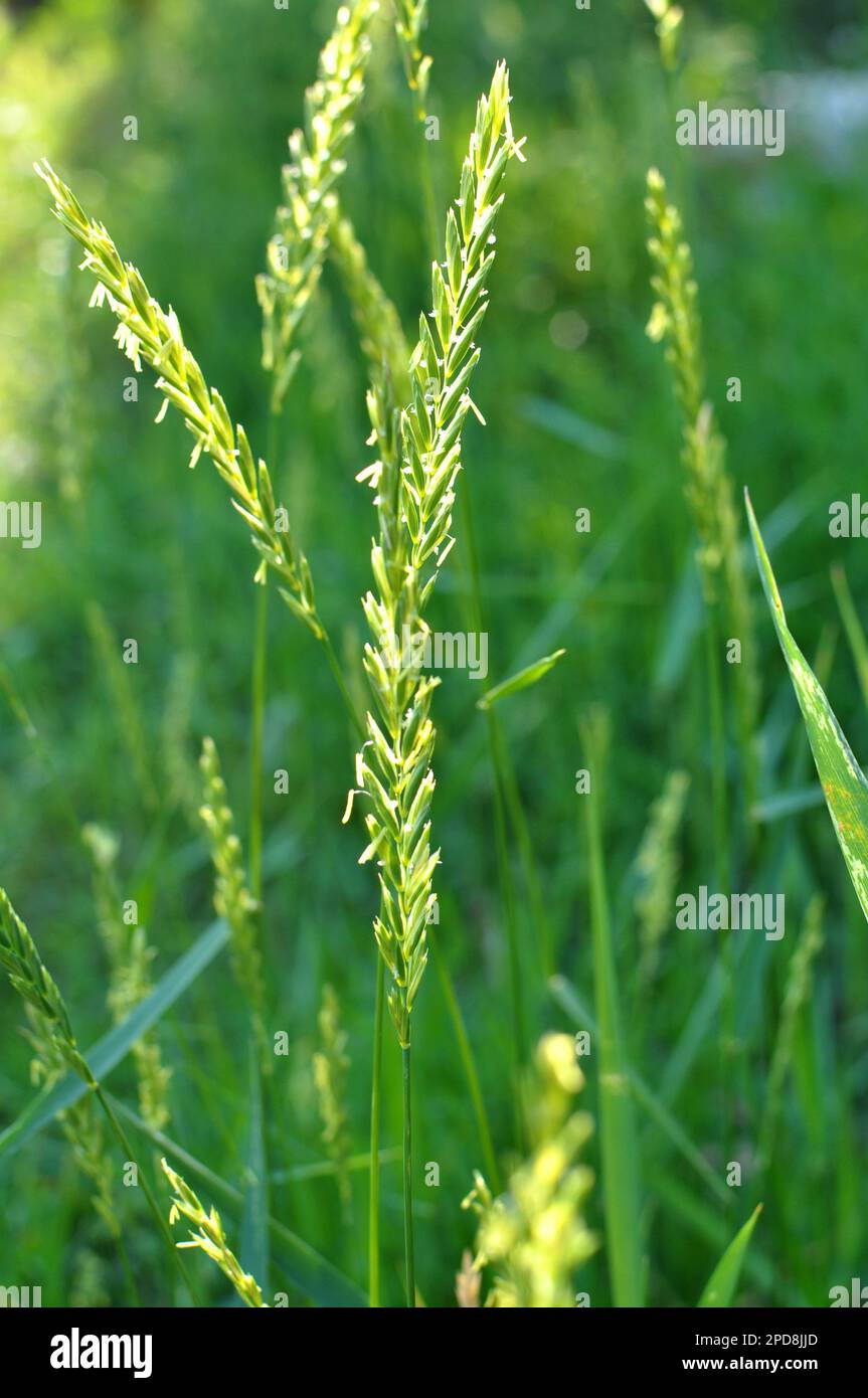 In the meadow, in the wild grows grass and weeds Elymus repens Stock Photo