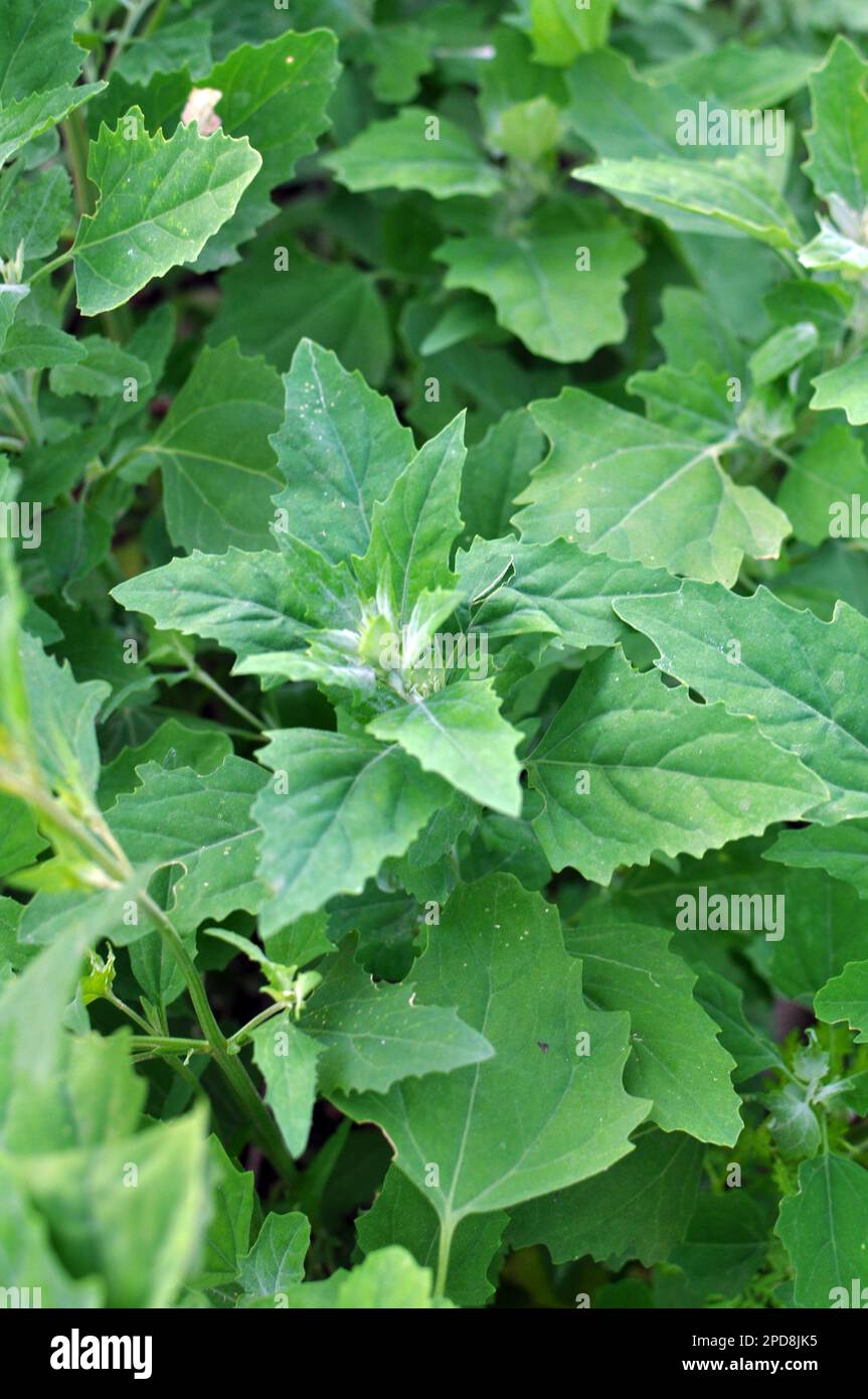 In nature, the field grows a quinoa (Chenopodium Stock Photo Alamy