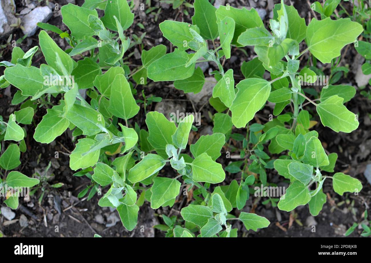 In nature, the field grows a quinoa (Chenopodium) Stock Photo