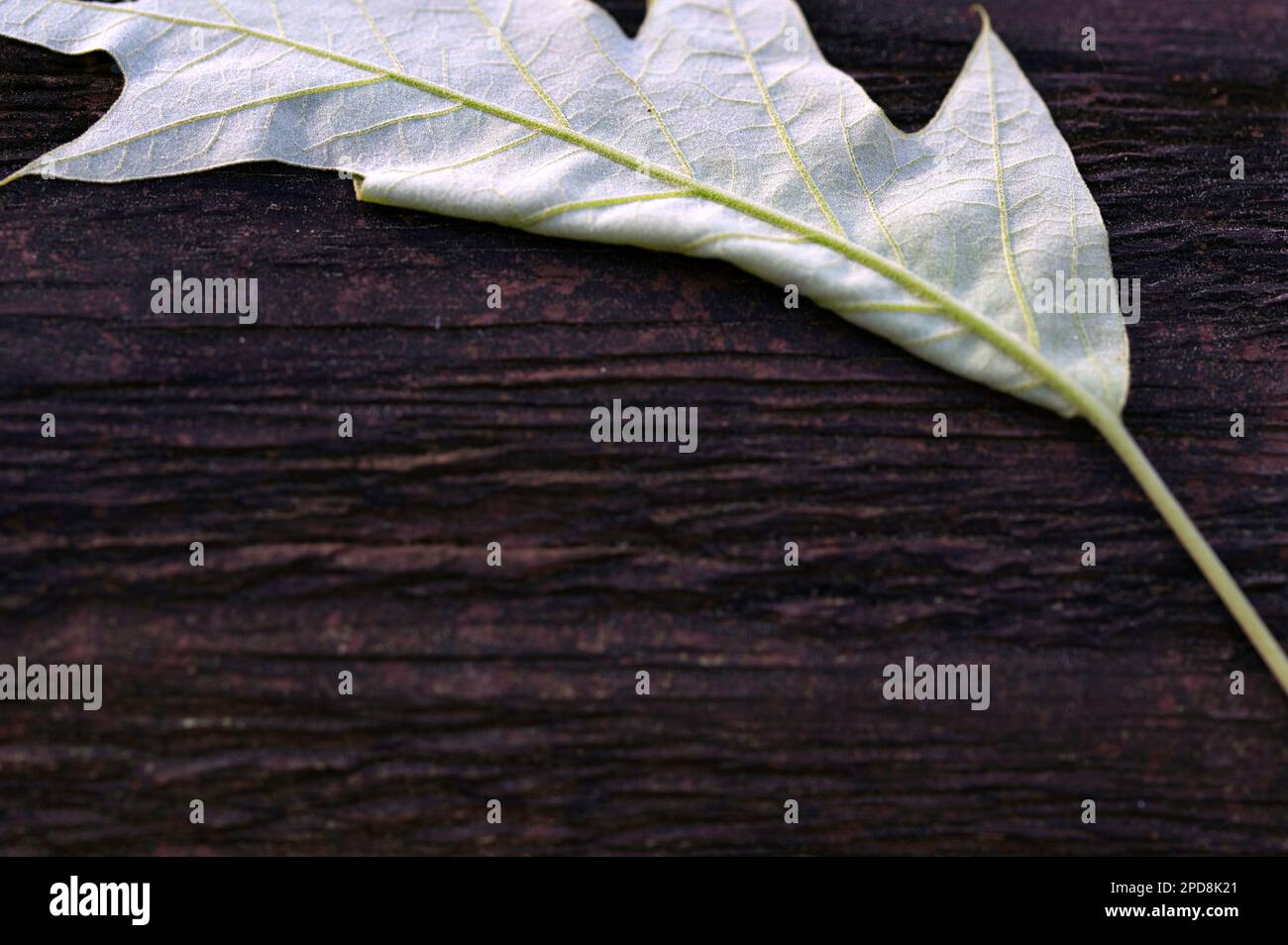 The contrast between this leaf and the weathered log show the fragility and resiliency of nature. Stock Photo