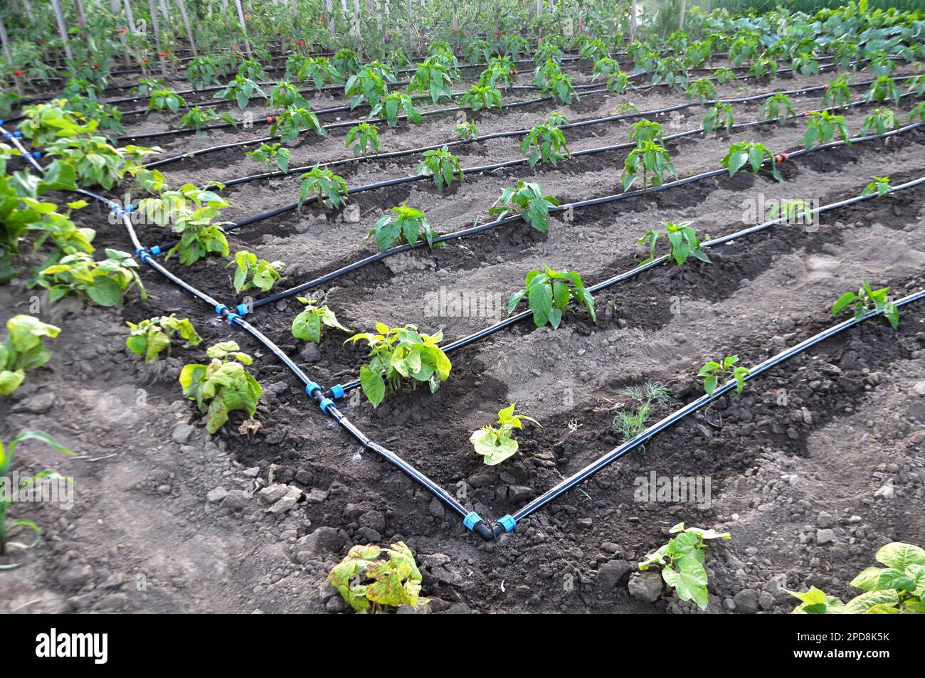Drip irrigation is used to grow vegetables in organic soil Stock Photo Alamy